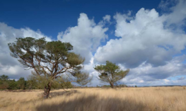 We Live by Light/Holland Hoge Veluwe Fotobehang 0114