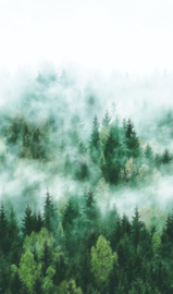 Noordwand Easy Smart Art Fotobehang 47267 Bos in de mist/Naaldbomen