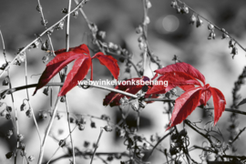 Dimex Fotobehang Red Leaves On Black MS-5-0110 Rode bladeren