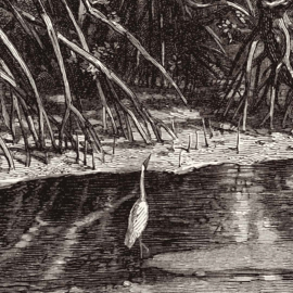 DWD Natural History Fotobehang NH250005 Mangrovebos/Maatwerk