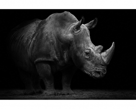 AS Creation APDigital2 Fotobehang  470509 Rhino/Neushoorn