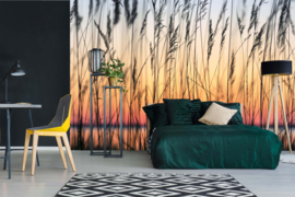 Dimex/Wall Murals 2023 Fotobehang MS-5-1363 Reed/Grassoort/Riet