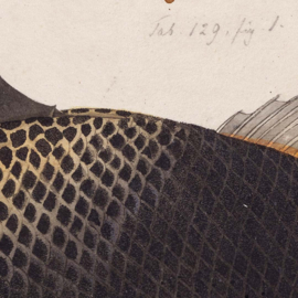 DWD Natural History/Keiga Kawahara Fotobehang NH250007 Luipaardtrekkervis/Maatwerk