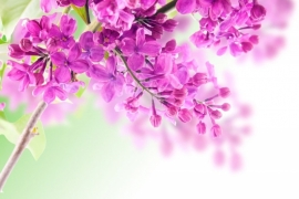 Esta Ginger Fotobehang .158010 Bloemen