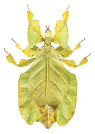 DWD Natural History Fotobehang NH250011 Wandelend Blad/Maatwerk