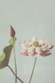 Esta Home Blush Fotobehang 158890 Lotus Flower/Bloemen