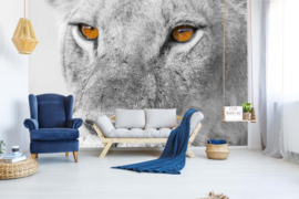 Dimex/Wall Murals 2023 Fotobehang MS-5-0567 Panthera Leo/Dieren