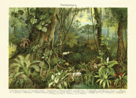 DWD Natural History Fotobehang NH250017 Tropisch Regenwoud/Maatwerk