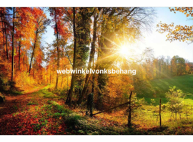 Dimex Fotobehang Forest Walk MS-5-0065 Herfst/Landschap