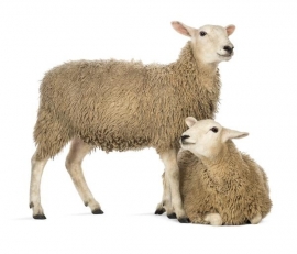 Noordwand Farm Live Fotobehang. 3750052  Sheep/Schapen