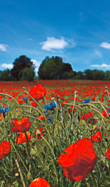 Noordwand Easy Smart Art Fotobehang 47273 Klaprozen/Veldbloemen