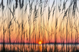 Dimex/Wall Murals 2023 Fotobehang MS-5-1363 Reed/Grassoort/Riet