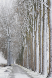 Onsfotobehang Fotobehang JV1082 Bomen/Landschap