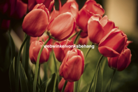 Dimex Fotobehang Red Tulips MS-5-0128 Rode Tulpen