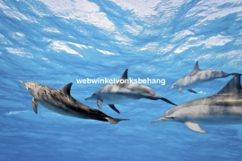 Dimex Fotobehang Dolphins MS-5-0218 Dolfijn/Zee