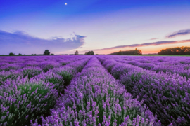 AS Creation Wallpaper XXL3  Fotobehang 470622XL Lavendel