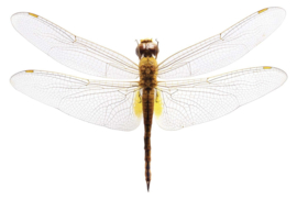 DWD Natural History Fotobehang NH250013 Grote Libelle/Odonata/Maatwerk