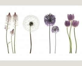 Fotobehang 036211 ASCreation Bloemen