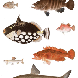 DWD Natural History Fotobehang NH250031 Vissen van Kawahara Keiga/Maatwerk