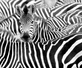 Rasch African Queen 3 Fotobehang 363609 Zebra/Dieren/Afrika