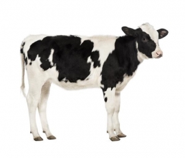 Noordwand Farm Live Fotobehang. 3750051 Cow/Koe