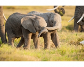 AS Creation APDigital2 Fotobehang  470501 Kenya Little Elephants/Olifant