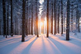 AS Creation Wallpaper XXL3  Fotobehang 470641XL Winter Forest