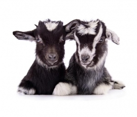 Noordwand Farm Live Fotobehang. 3750055 Goats/Geiten
