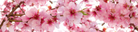 Dimex Zelfklevende Keuken Achterwand  KL-260-054 Apple Blossom/Bloesem