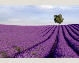 Fotobehang 036501 Lavender field ASCreation