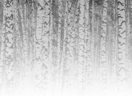 AS Creation Designwalls 2 Fotobehang DD123526 Birch Forest 1/Berkenbomen