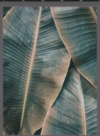 AS Creation Designwalls Fotobehang DD118562 Banana Leaves 2/Bladeren