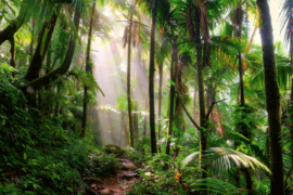 Dimex/Wall Murals 2023 Fotobehang MS-5-1591 Beautiful Jungle Path/Bomen