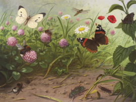 DWD Natural History/M.A Koekkoek Fotobehang NH250067 Insecten/Maatwerk