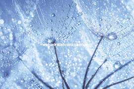 Dimex Fotobehang Dandelion With Water Drops MS-5-0125 Paardenbloem