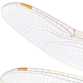 DWD Natural History Fotobehang NH250013 Grote Libelle/Odonata/Maatwerk