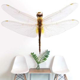 DWD Natural History Fotobehang NH250013 Grote Libelle/Odonata/Maatwerk