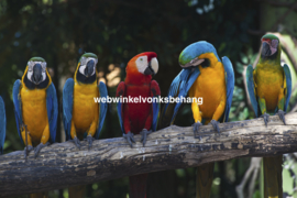 Dimex Fotobehang Colourful Macaw MS-5-0223 Papegaai