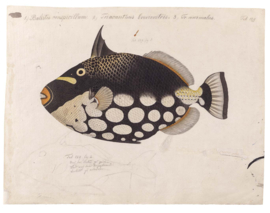 DWD Natural History/Keiga Kawahara Fotobehang NH250007 Luipaardtrekkervis/Maatwerk