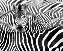 Rasch African Queen 3 Fotobehang 363616 Zebra/Dieren/Afrika