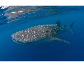 AS Creation APDigital2 Fotobehang  470498 Whale Shark/Haai