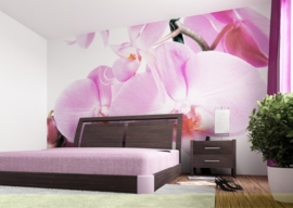 Dutch wallcoverings Fotobehang. FTS 0049 Bloemen/Orchidee