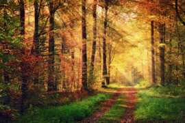 AS Creation Wallpaper XXL3  Fotobehang 470646XL Autumn Forest