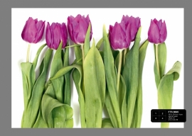 Dutch wallcoverings Fotobehang. FTS 0065 Bloemen/Tulp