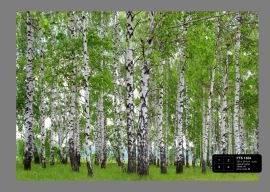 Dutch wallcoverings Fotobehang. FTS 1304 Bomen/Natuur