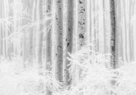 Noordwand Komar Raw Fotobehang R4-043 Winter Wood/Bomen