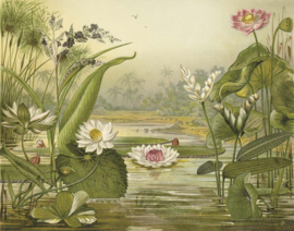 DWD Natural History Fotobehang NH250004 Waterplanten/Maatwerk