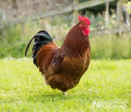 Noordwand Farm Live Fotobehang. 3750078  Chicken/Kip