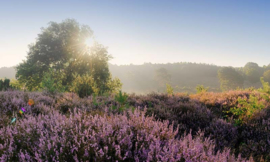 We live by Light/Holland Posbank zonsopgang Fotobehang 1823