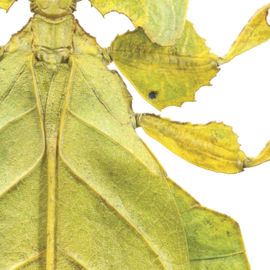 DWD Natural History Fotobehang NH250011 Wandelend Blad/Maatwerk